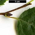 SpeciesSub: var. parvifolia